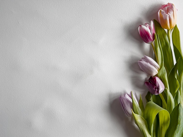 bouquet de tulipes. un bouquet de tulipes fraîches pour les félicitations. le cadre de tulipes fraîches