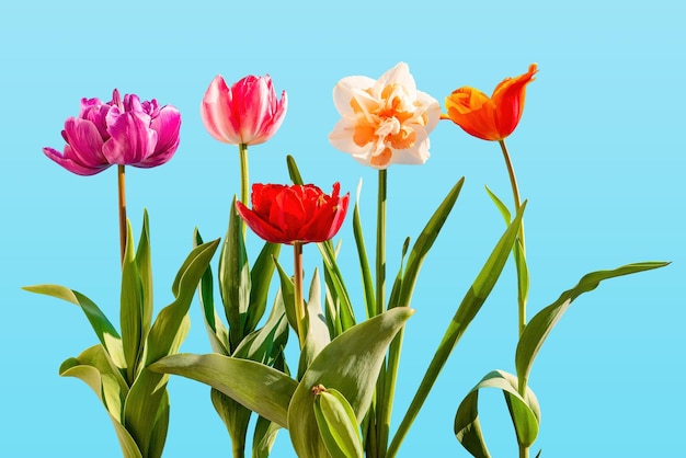 Bouquet de tulipes colorées sur fond de nature printemps bleu