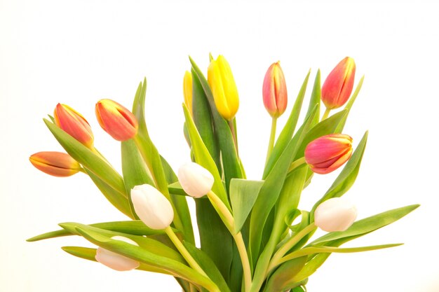 Bouquet de tulipes colorées