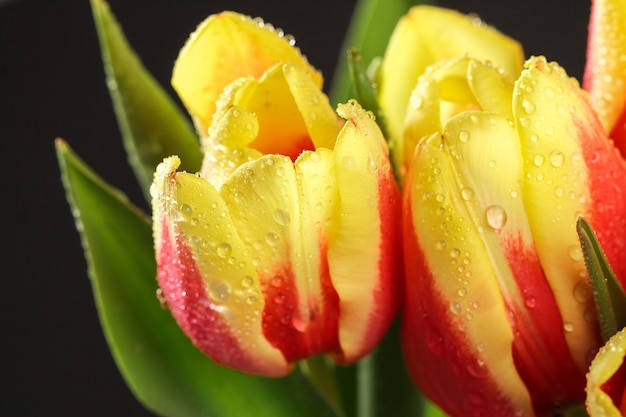 Un bouquet de tulipes comme cadeau pour le décor de Pâques de la fête des mères de mars