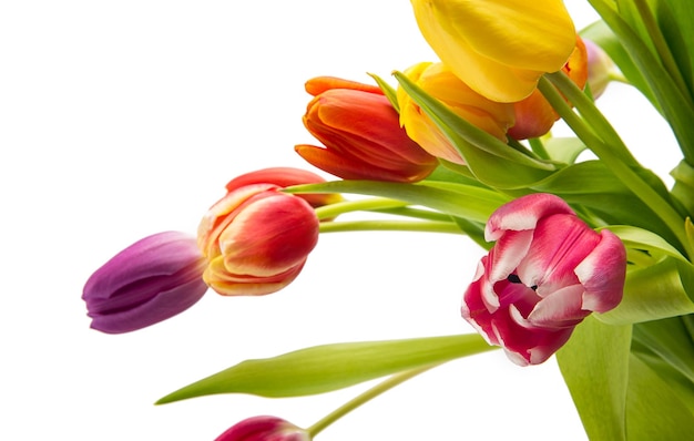 Un bouquet de tulipes différentes isolé sur fond blanc. Pris en studio avec une marque 5D III.