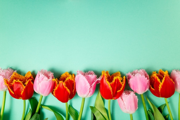 Bouquet de tulipes fleurs de printemps sur fond festif de couleur