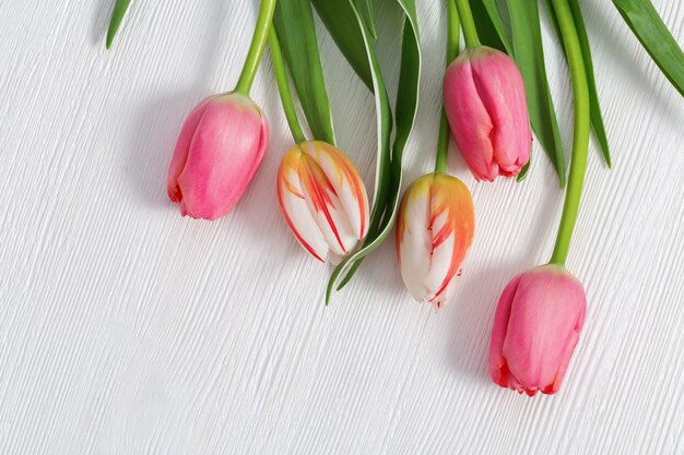 Bouquet de tulipes à fleurs roses et blanches lumineuses colorées de rayures rouges.