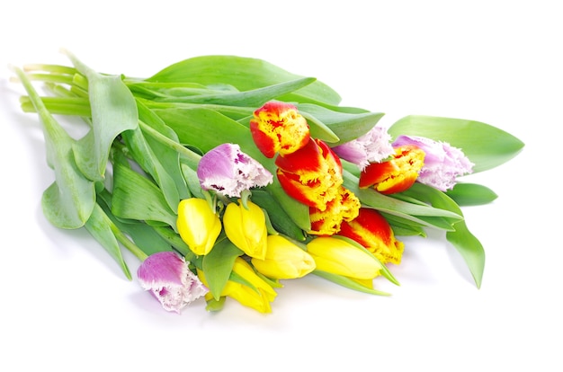 Bouquet des tulipes sur fond blanc