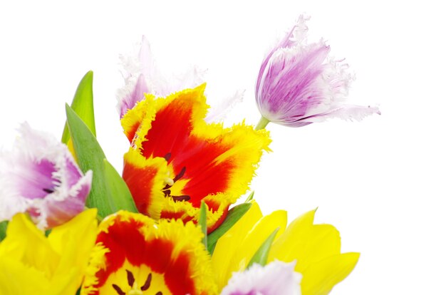 Bouquet des tulipes sur fond blanc