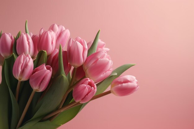 Bouquet de tulipes sur fond rose gros plan