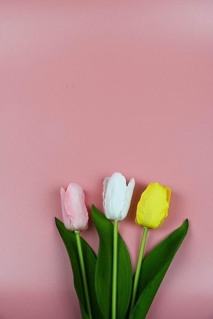 Bouquet de tulipes sur fond rose