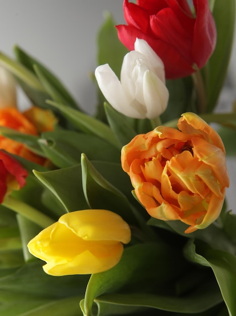 Bouquet des tulipes fraîches