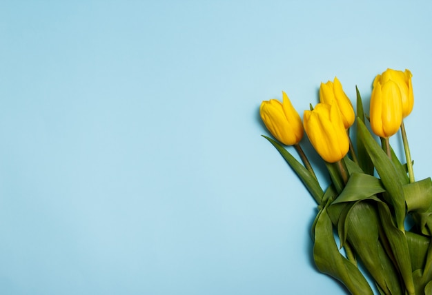 Bouquet de Tulipes jaunes sur fond bleu