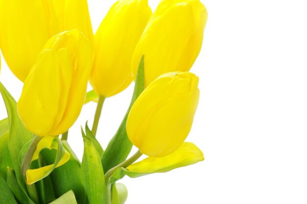 Bouquet de tulipes jaunes isolé sur blanc