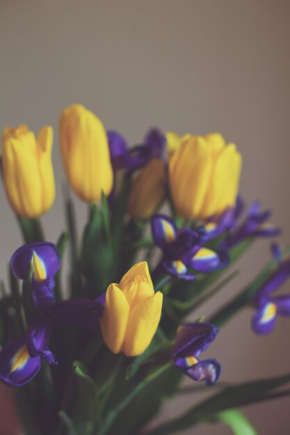 Un bouquet de tulipes jaunes et de violettes est sur fond gris