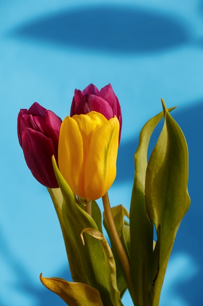 Bouquet de tulipes multicolores sur fond bleu macro photographie Tulipes de beauté en fleurs