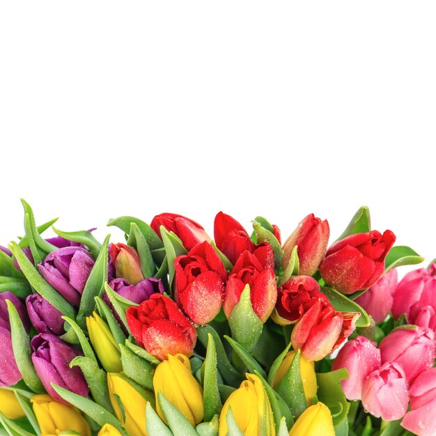 Bouquet de tulipes multicolores fraîches sur fond blanc. fleurs de printemps avec des gouttes d'eau