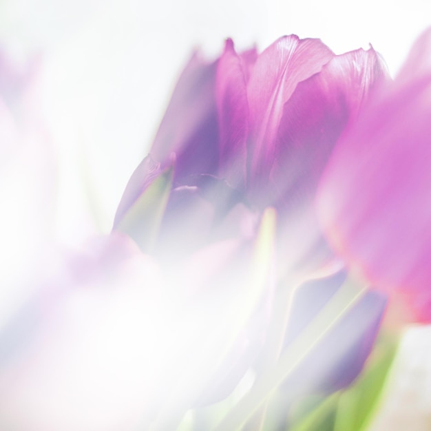 Bouquet de tulipes pourpres