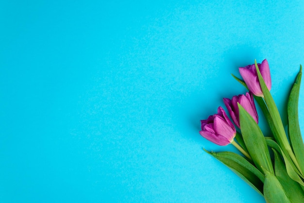 Bouquet de tulipes printanières de couleur violette sur fond bleu vue de dessus espace de copie