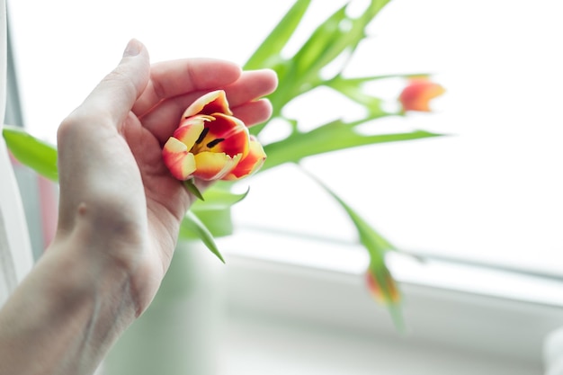 Bouquet de tulipes sur le rebord de la fenêtre gros plan sur un fond blanc