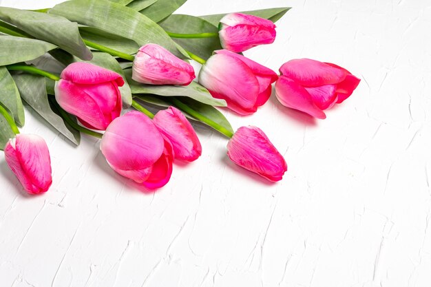 Bouquet de tulipes rose vif sur fond de plâtre blanc