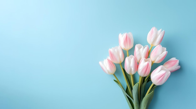 Bouquet de tulipes roses et blanches sur fond bleu