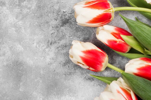 Bouquet de tulipes roses blanches sur fond gris. Vue de dessus, espace copie