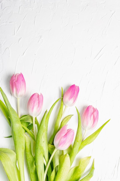 Bouquet de tulipes roses douces sur fond de plâtre blanc