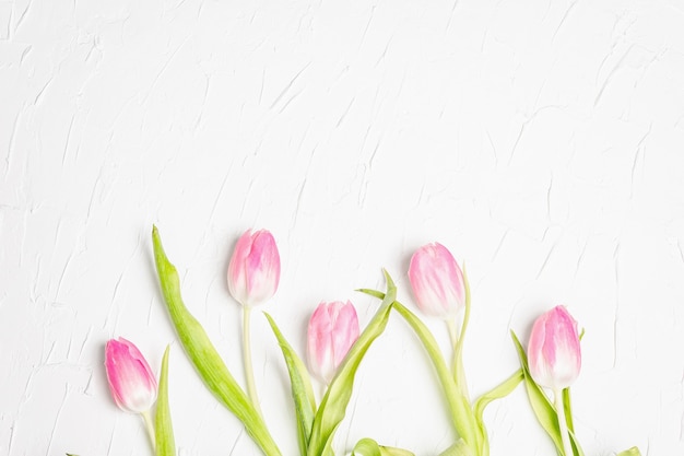 Bouquet de tulipes roses douces sur fond de plâtre blanc