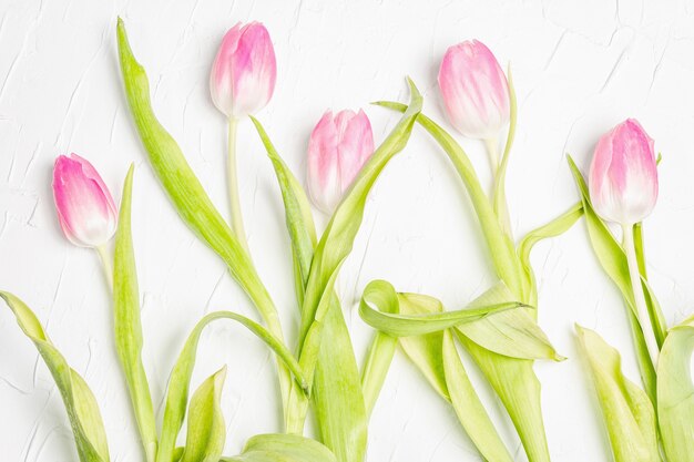 Bouquet de tulipes roses douces sur fond de plâtre blanc