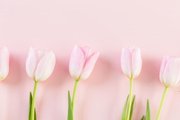 Bouquet de tulipes roses sur fond rose.