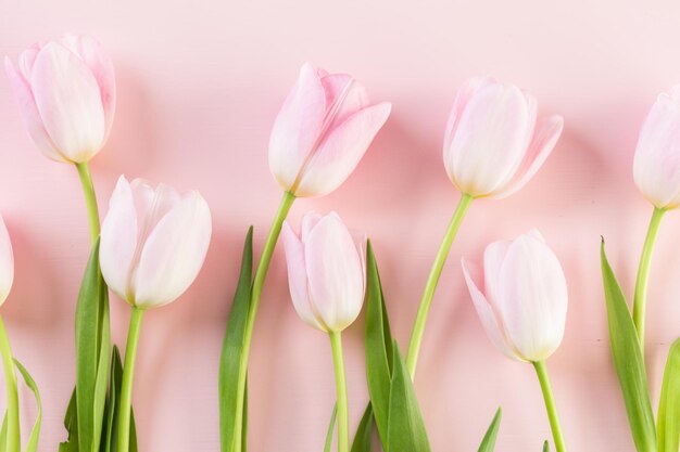 Bouquet de tulipes roses sur fond rose.