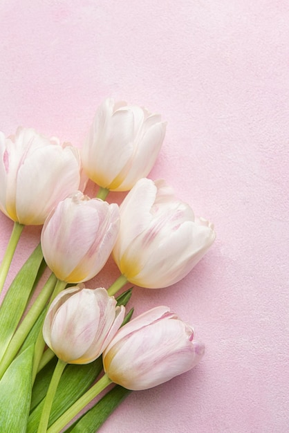 Bouquet de tulipes roses sur fond rose