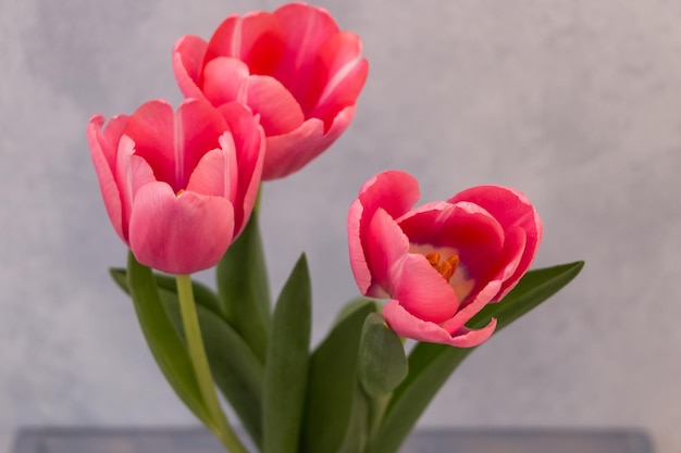 bouquet de tulipes roses gros plan sur fond bleu