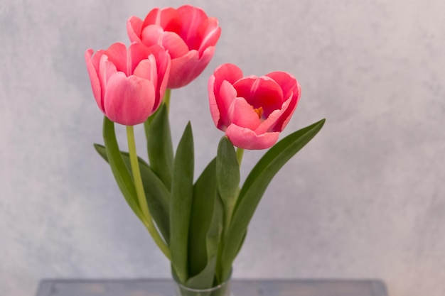 bouquet de tulipes roses gros plan sur fond bleu