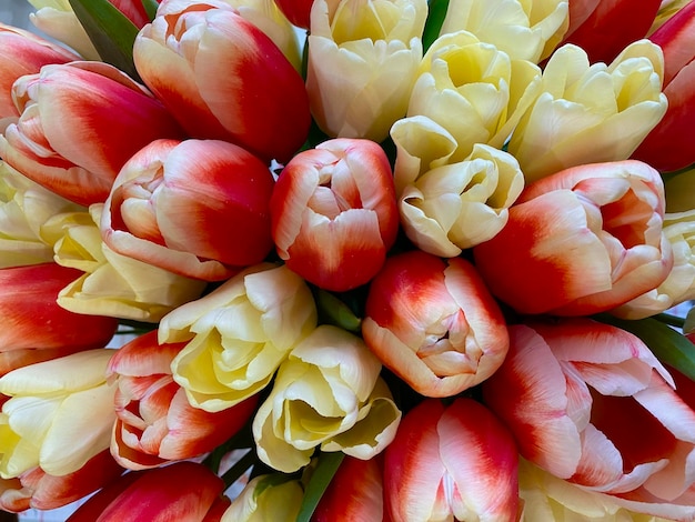 Un bouquet de tulipes rouges et blanches avec le mot tulipes dessus.