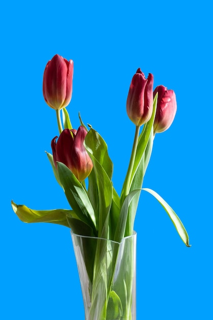 Bouquet de tulipes rouges dans un vase sur fond bleu isolé