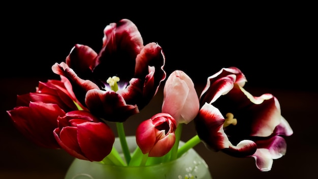 Bouquet de tulipes rouges dans un vase isolé sur un fond sombre. Parfait pour la toile de fond des cartes de vœux