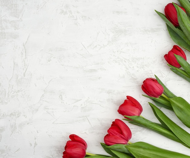 Bouquet de tulipes rouges en fleurs avec des tiges et des feuilles vertes