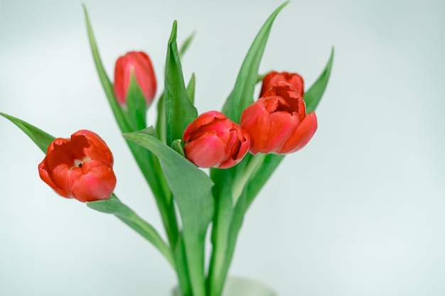 Bouquet de tulipes rouges sur fond blanc