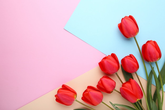 Bouquet de Tulipes rouges sur fond coloré