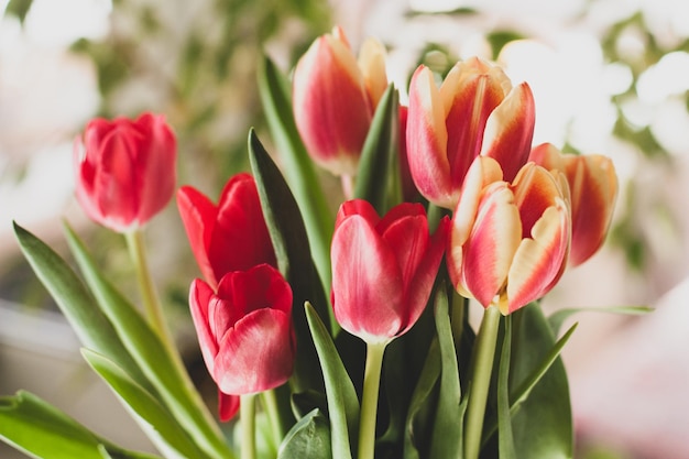 Bouquet de tulipes rouges fraîches