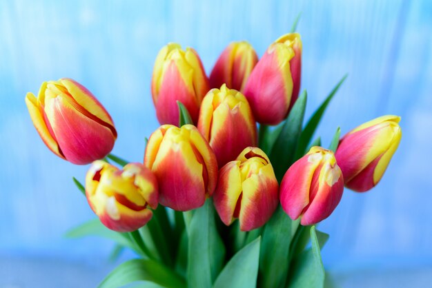 Bouquet de tulipes rouges et jaunes sur fond bleu.