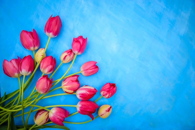 Bouquet de tulipes rouges et roses sur une surface bleue