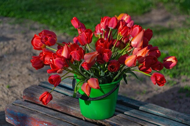 Un bouquet de tulipes rouges sur un vieux banc en bois