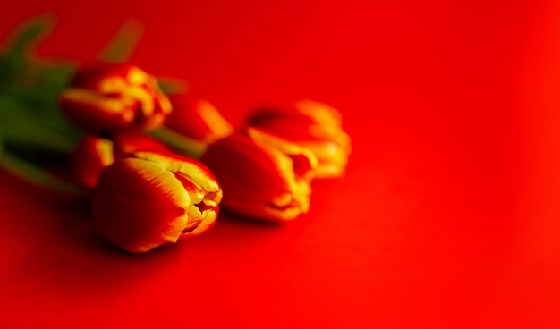 bouquet de tulipes rouges.