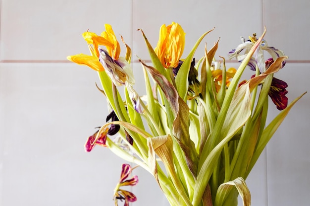 Bouquet de tulipes séchées sur fond clair