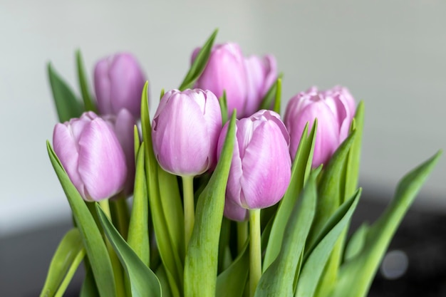 Bouquet de tulipes violettes closeup Fond noir et blanc