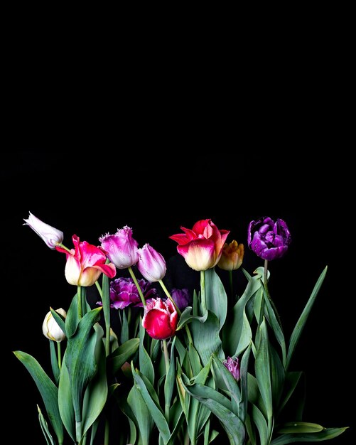 Bouquet de tulipes w