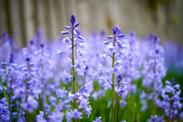 Un bouquet vibrant de fleurs Bluebell poussant dans un jardin d'arrière-cour un jour d'été Des plantes colorées et violettes fleurissent au printemps à l'extérieur dans la nature Les détails du feuillage botanique dans une cour