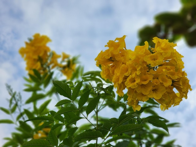Photo un bouquet vibrant de fleurs jaunes ajoutant une touche de soleil à n'importe quel cadre