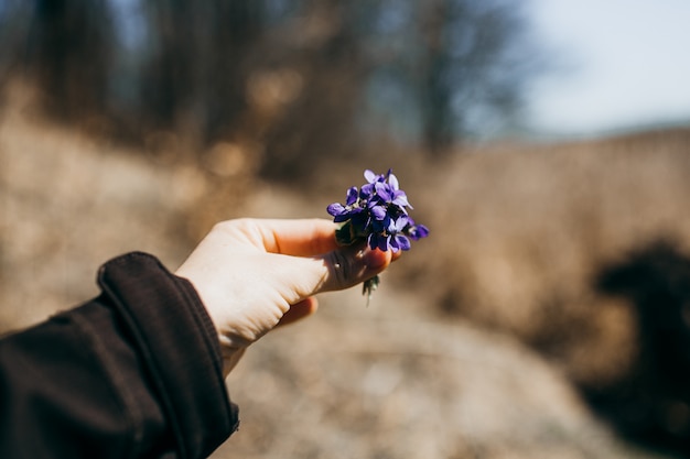 Bouquet de violettes à la main de la femme.