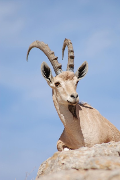 Bouquetin dans le désert du Néguev à Mitzpe Ramon sur le bord du cratère Machtesh Ramon, la faune en Israël