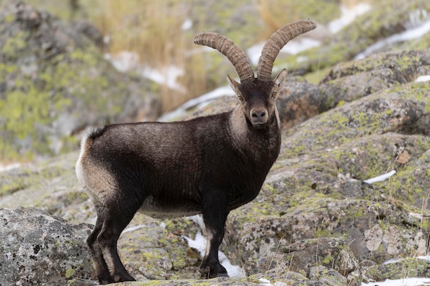 Bouquetin ibérique Capra pyrenaica victoriae Avila Espagne